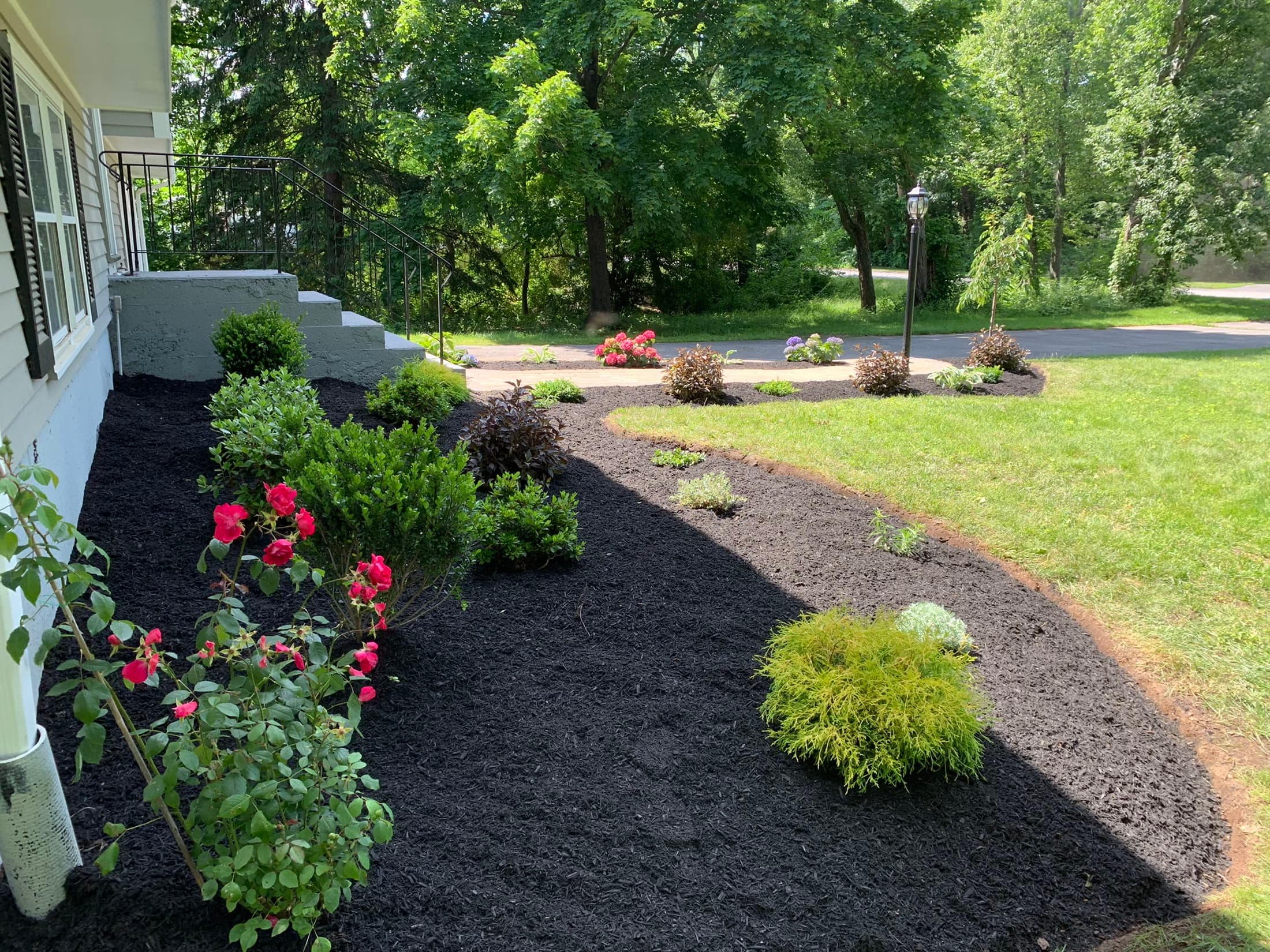 Freshly maintained landscape bed with clean mulch and established shrubs