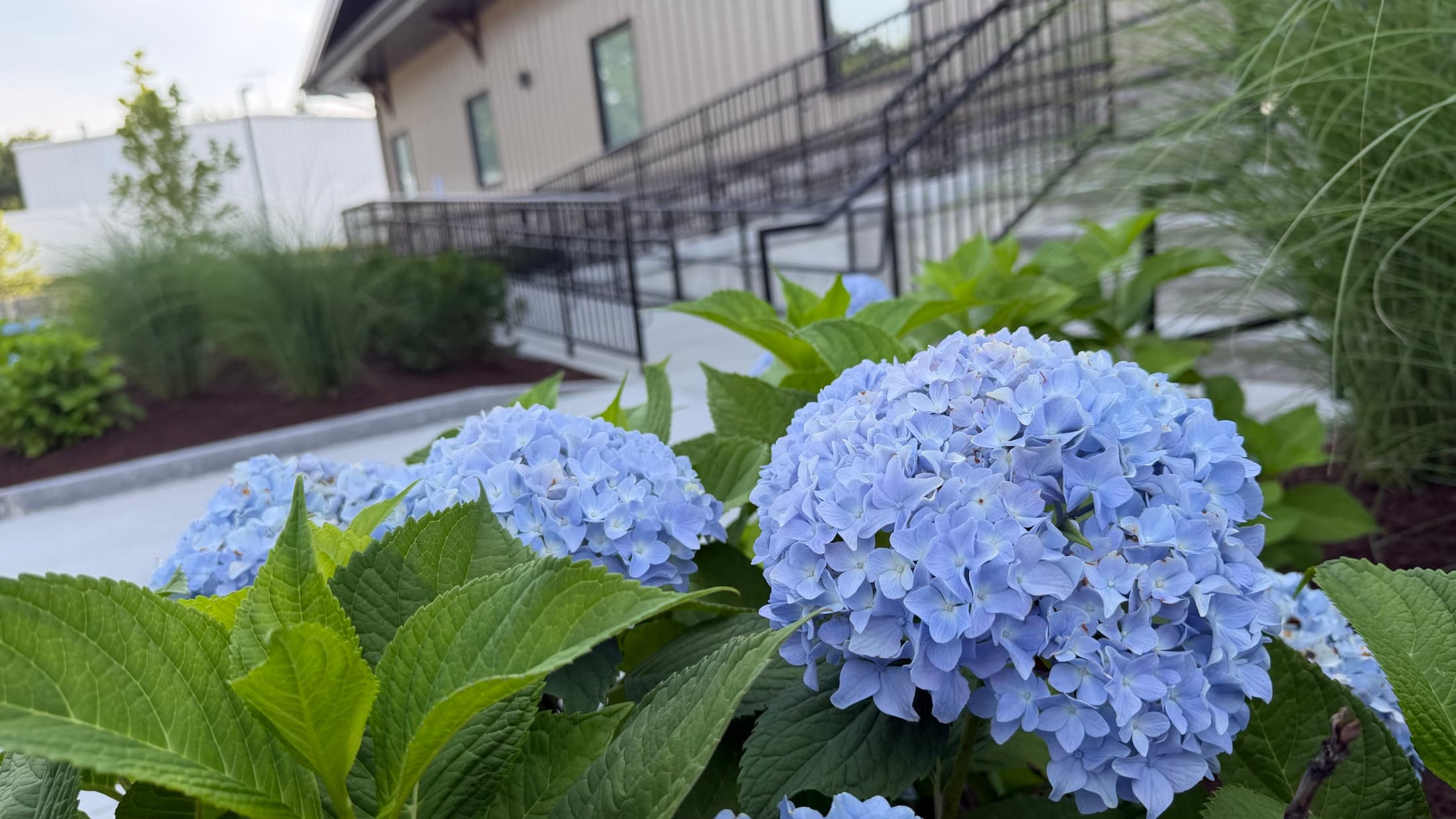 Blue hydrangeas and ornamental grasses beside a finished accessible commercial entrance