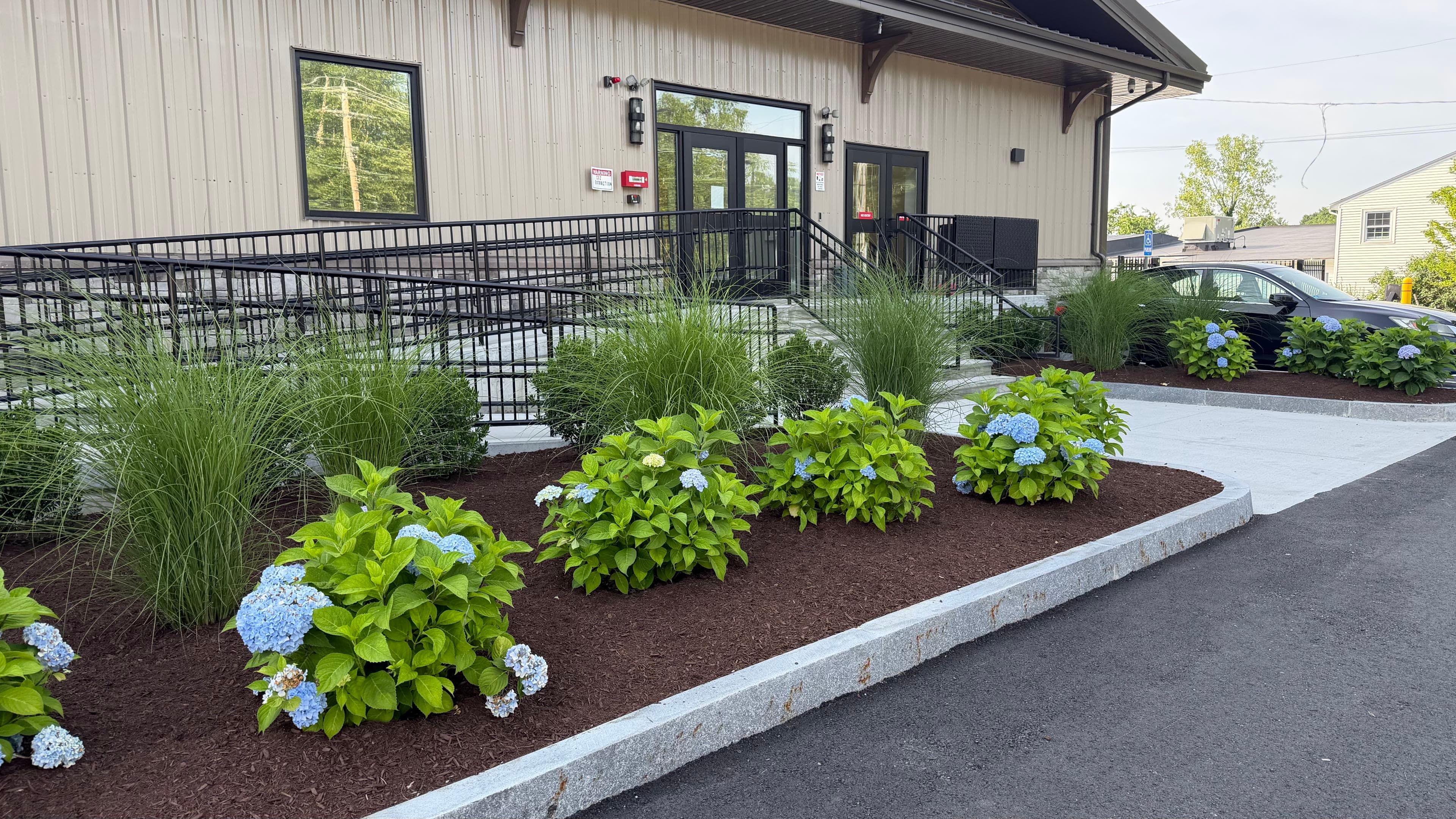 Blue hydrangeas, ornamental grasses, and fresh mulch framing an accessible commercial entrance