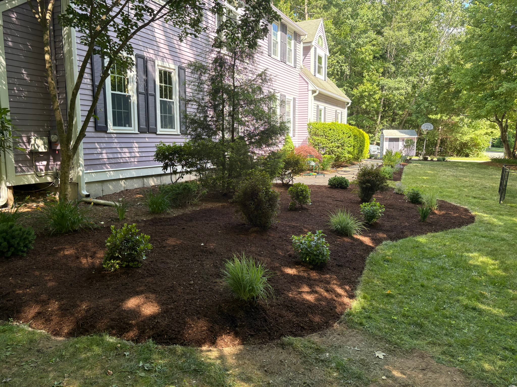 Freshly edged and mulched foundation planting bed with established shrubs